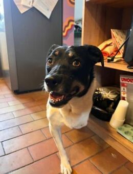 Wunderbare Milly sucht ihr Glück! - Mannheim