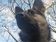 Dyanara - suche neue Familie - Overath