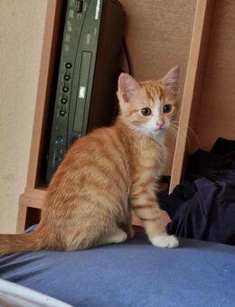 Verschmuste Babykatze kitten Weibchen - Krefeld