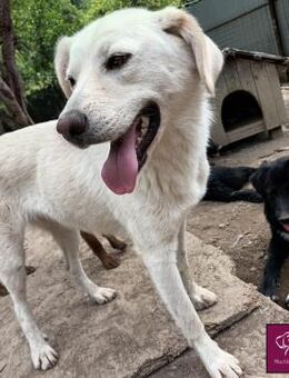 Anna sucht verständnisvolle Menschen! - Spenge