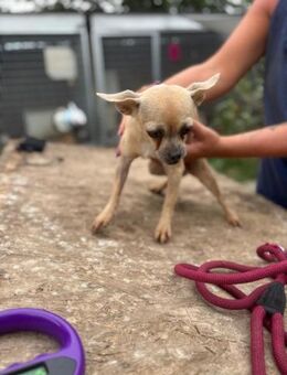 Lola3 PP Zarte Chihuahua-Dame sucht - Neustadt (Rübenberge)