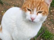 Pringles - die Schoßkatze - Kirchheim (München)