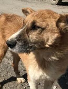 Charly, lieb und sozial - Bonndorf (Schwarzwald)