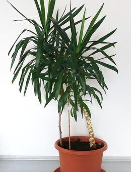 Yucca Palme – 177 cm hoch – großer Topf – nur Selbstabholung - Düren