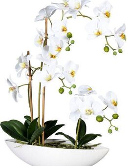 Kunstorchidee Phalaenopsis Orchidee Phalaenopsis, Creativ green, Höhe 60 cm, im Keramikschiff