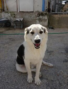 Max Mix Rüde 4,5 Jahre alt Griechenland - Reutlingen