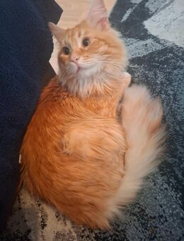 Main-coon/sibirischer waldkater deckkater - Halle (Saale)