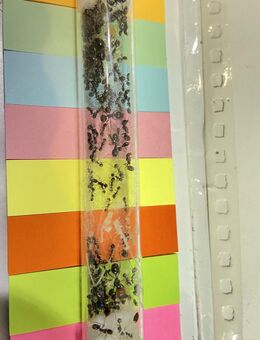 Ameisenkolonie Messor barbarus 50 - Bad Dürrheim