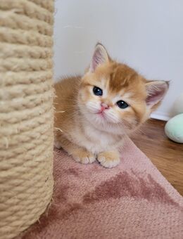 Bkh Kitten mit Stammbaum - Oberhausen