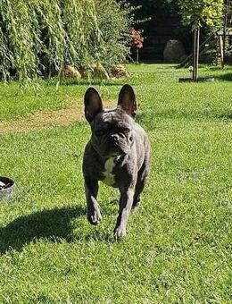 Französische Bulldogge, Hündin, 1 Jahr alt, sucht ein neues Zuhause - Rüdersdorf (Berlin)