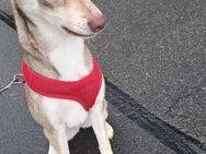 Zuhause gesucht - Olbernhau