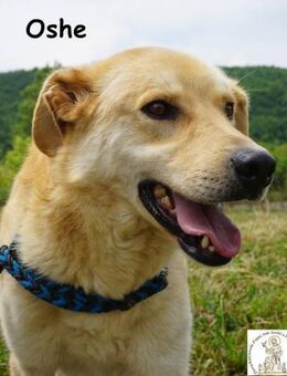 Oshe Die schönsten Momente ... - Kissing