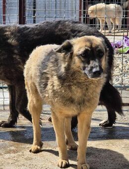 SUNSHINE sucht verstandnisvolles Zuhause - Neuberg