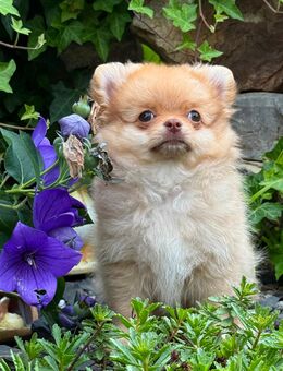 Pomchi Chihuahua Pomeranian - Schieder-Schwalenberg Zentrum
