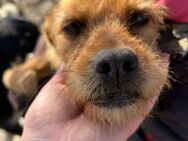 Bella, treue und genügsame Begleiterin - Geilenkirchen