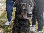Hundeomi Martha sucht Herzensmenschen - Neuhausen (Fildern)