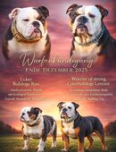 Wurfankündigung Old English Bulldog Welpen (Oeb) in 17291