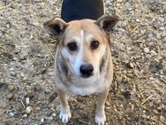 Arya liebe Hündin sucht ein Zuhause - Nörten-Hardenberg
