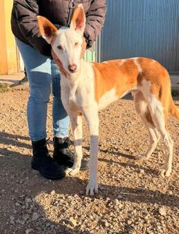 Marvin - Zuhause gesucht - Duisburg