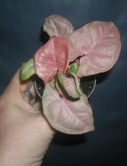 syngonium neon robusta - Gladbeck