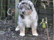 Australian Shepherd Welpen mit ASCA Papieren ( Rüden ) suchen das perfekte Zuhause - Wanderup