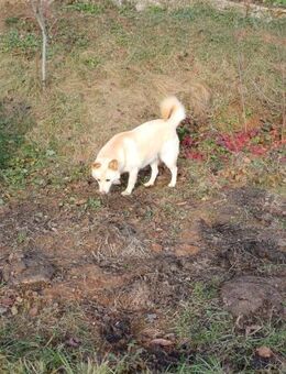 MARLEY - aktiv, lustig und verspielt - Overath