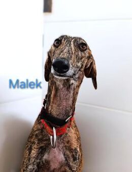 Malek - ruhig und sozial 03/24 ESP - Ruppertsecken