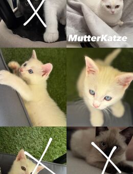 Verspielte kitten warten auf ihre herzensmenschen - Moers