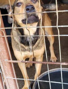 Malu sucht liebevolles Zuhause 🐾 - Elsdorf (Nordrhein-Westfalen)