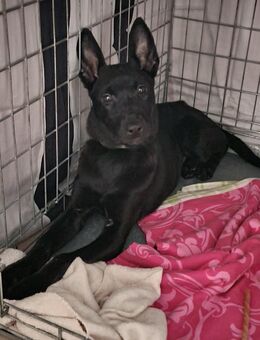Malinois Welpe - Lauffen (Neckar)