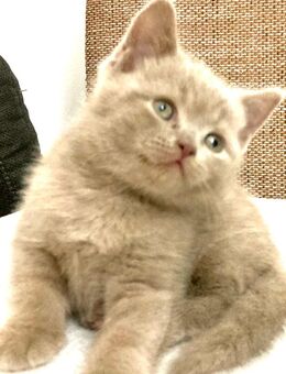 BkH Kitten Lilac Junge reinrassig - Bremen