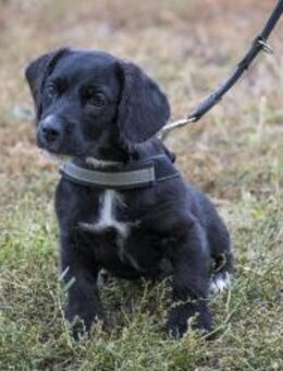 Matyi erobert die Welt und Herzen - Puchheim