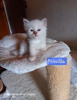 Heilige Birma Kitten mit Stammbaum suchen ein Zuhause - Burgdorf Zentrum