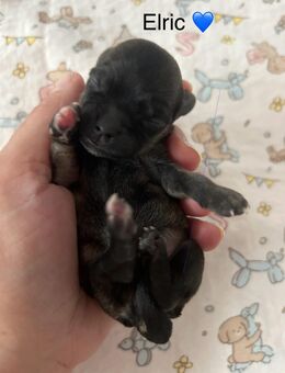 Bolonka Zwetna Welpen am 26.10.2025 auf die Welt gekommen - Köthen (Anhalt)