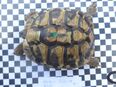 griechische Landschildkröten, boettgerie, aus privater Nachzucht zu verkaufen, Jahrgang 2018 in 55120