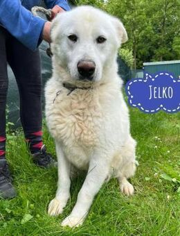 Jelko ein wundervoller Bub - Flörsheim-Dalsheim