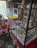 Timbrado span. Kanarienvögel in 89522