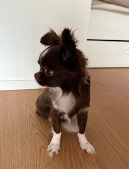 Langhaar Chihuahua - Berlin