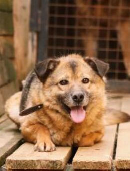 Litta❤️sucht hundeerfahrene Menschen - Rott (Inn)