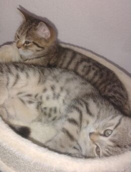 BKH Kitten - Lahr (Schwarzwald)