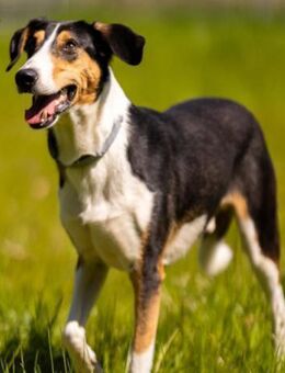 Bobi 💗 wartet in 99718 Greussen - Hamburg