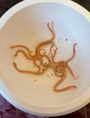 karierte Strumpfbandnatter (Thamnophis marcianus) Albino in 95463