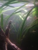 Zwergvalisnerien, Aquariumpflanzen, Ableger kleine Valisnerien in 15732