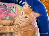 Maine-Coon Kitten - Windischeschenbach