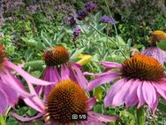 Roter/ Purpur Sonnenhut (Echinacea purpurea) - Horgenzell