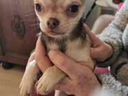 Bildhübsche Kurzhaar Chihuahua Prinzessin wildfarben beige Hündin - Dassel