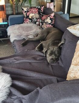 Cane corso Welpen - Köln