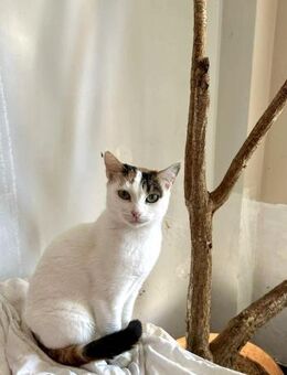 Scarlet aus dem Tierschutz - Grevenbroich