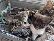 5 kitten in liebevolle Hände - Dassel
