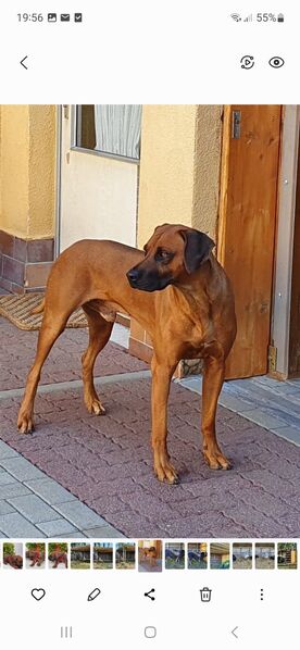 Rhodesian Ridgeback